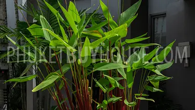 RAW22330: Stunning 3-Bedroom Villa with Private Pool in Rawai, Phuket. 照片 #36