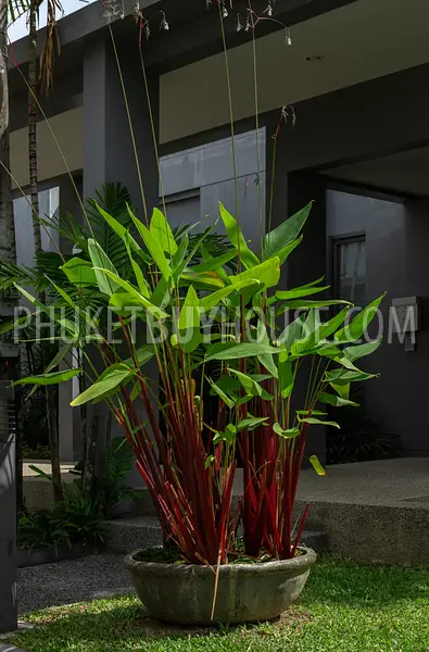 RAW22330: Stunning 3-Bedroom Villa with Private Pool in Rawai, Phuket. 照片 #36