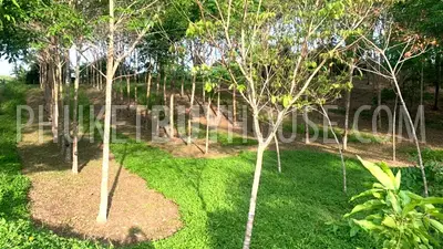LAY22734: Mountain View Land for Sale in Layan, Thalang, Phuket. Photo #4
