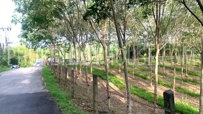 LAY22734: Mountain View Land for Sale in Layan, Thalang, Phuket. Photo #5
