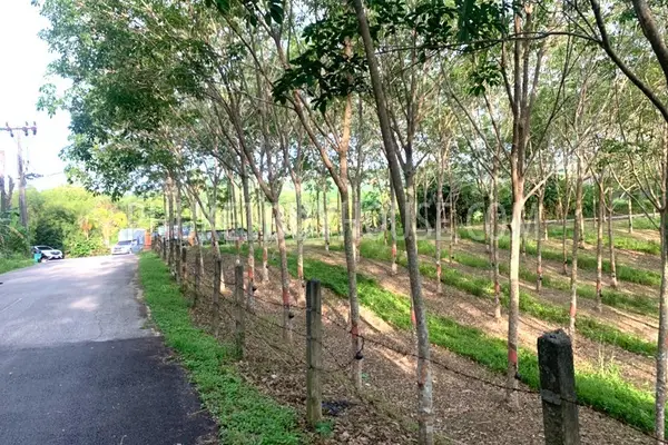 LAY22734: Mountain View Land for Sale in Layan, Thalang, Phuket. Fotoğraf #5