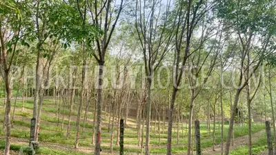 LAY22734: Mountain View Land for Sale in Layan, Thalang, Phuket. Photo #7