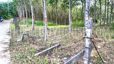 LAY22734: Mountain View Land for Sale in Layan, Thalang, Phuket. Photo #8