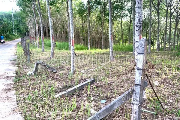 LAY22734: Mountain View Land for Sale in Layan, Thalang, Phuket. Fotoğraf #8