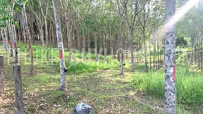 LAY22734: Mountain View Land for Sale in Layan, Thalang, Phuket. Photo #6