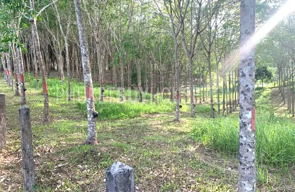 LAY22734: Mountain View Land for Sale in Layan, Thalang, Phuket. Fotoğraf #6
