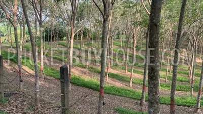 LAY22734: Mountain View Land for Sale in Layan, Thalang, Phuket. Photo #9