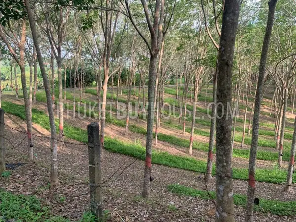 LAY22734: Mountain View Land for Sale in Layan, Thalang, Phuket. Fotoğraf #9