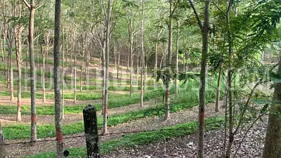 LAY22734: Mountain View Land for Sale in Layan, Thalang, Phuket. Photo #11