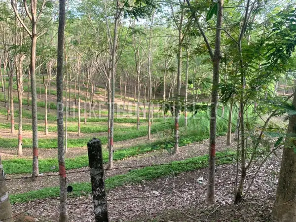 LAY22734: Mountain View Land for Sale in Layan, Thalang, Phuket. Fotoğraf #11