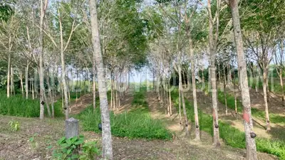 LAY22734: Mountain View Land for Sale in Layan, Thalang, Phuket. Photo #10