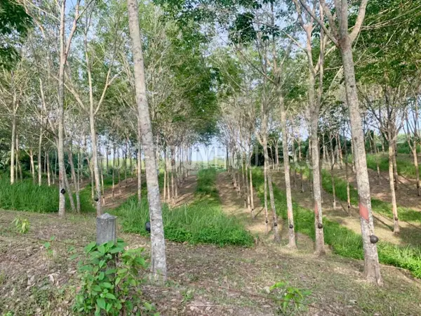LAY22734: Mountain View Land for Sale in Layan, Thalang, Phuket. Fotoğraf #10
