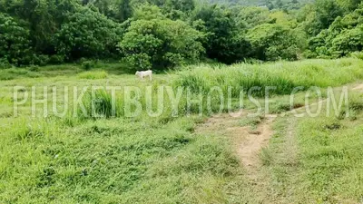 LAY22735: Green-Zone Land for Sale in Layan, Phuket. Photo #6