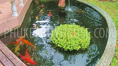 CHA1848: Beautiful large 3 bedroom house with big garden, swimming pool in Chalong Phuket for sale. Фото #3