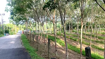 LAY22929: Prime Flat Land in Layan for Sale. Photo #3