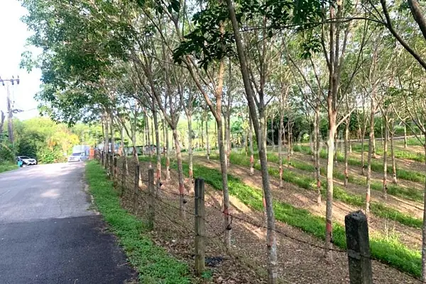 LAY22929: Prime Flat Land in Layan for Sale. Fotoğraf #4