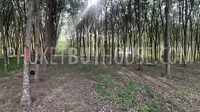 LAY22929: Prime Flat Land in Layan for Sale. Photo #4