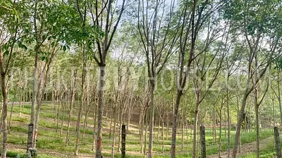 LAY22929: Prime Flat Land in Layan for Sale. Photo #5