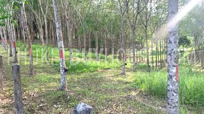 LAY22929: Prime Flat Land in Layan for Sale. Photo #7