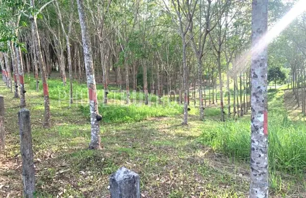 LAY22929: Prime Flat Land in Layan for Sale. Fotoğraf #7