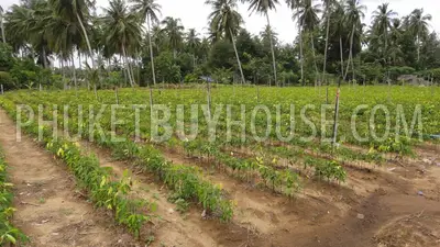 PHA2751: Natai Beach Area Land Plot For Sale. Фото #2