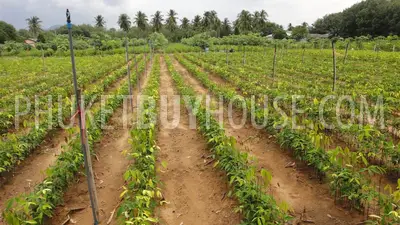 PHA2751: Natai Beach Area Land Plot For Sale. Фото #3