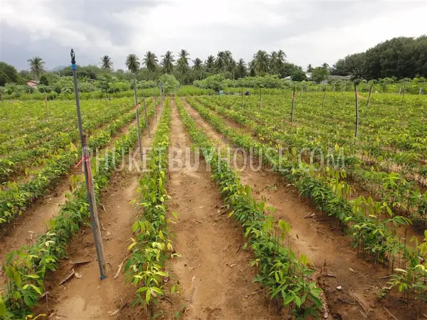 PHA2751: Natai Beach Area Land Plot For Sale. Photo #3