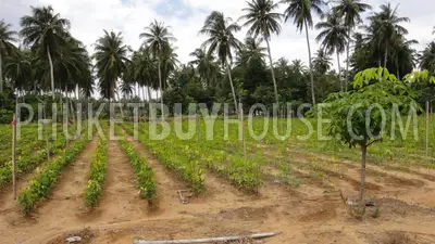 PHA2751: Natai Beach Area Land Plot For Sale. Фото #4
