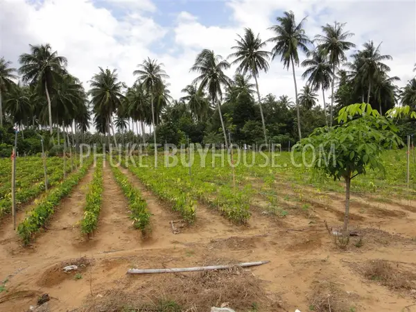 PHA2751: Natai Beach Area Land Plot For Sale. Photo #4