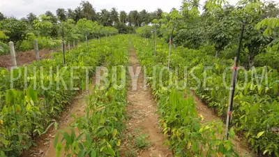 PHA2751: Natai Beach Area Land Plot For Sale. Фото #5