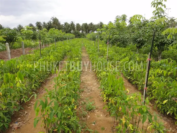 PHA2751: Natai Beach Area Land Plot For Sale. Photo #5