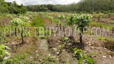 PHA2752: Pilai / Natai Beach Area Land Plot For Sale. Фото #4