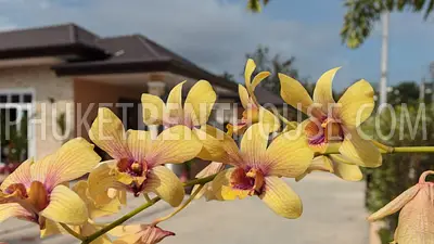 RAW16622: Brand new villas with private pool and garden near Rawai beach. Photo #20
