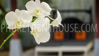 KAM16759: One Bedroom Villa in a private residence in Kamala. Photo #20