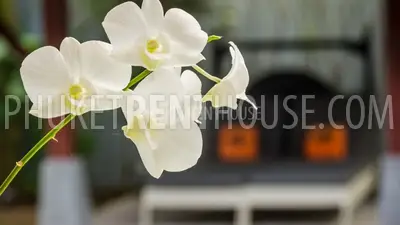 KAM17330: Promotion Price!! One bedroom Villa in a private residence in Kamala. Photo #2