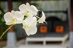KAM17330: Promotion Price!! One bedroom Villa in a private residence in Kamala. Thumbnail #2