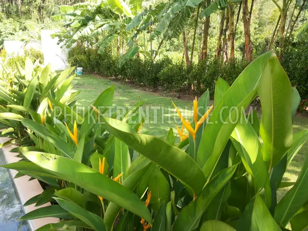 NAT19261: 3 Bedroom Pool Villa close to Naithon Beach. 照片 #23