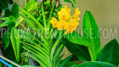BAN18991: Modern 3 bedroom Pool Villa in Bang Tao area. Photo #2
