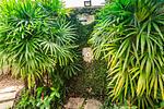 BAN18991: Modern 3 bedroom Pool Villa in Bang Tao area. 缩略图 #4