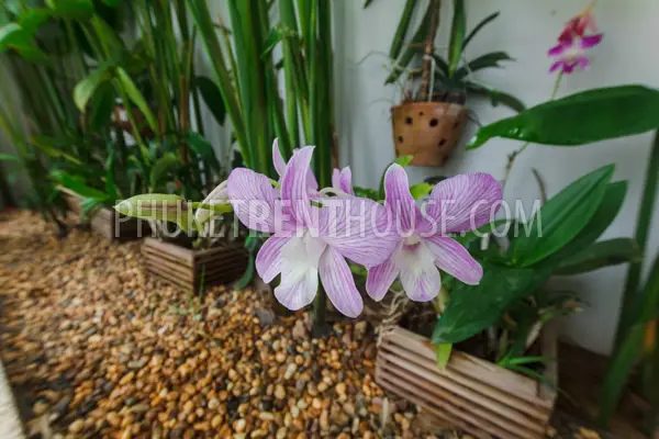 RAW19354: Elegant Pool Villa at Rawai- Nai Harn. Photo #21