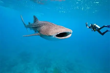 Diving in Phuket