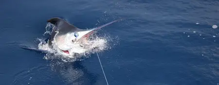 Fishing in Phuket