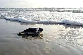 Phuket Turtle Foundation