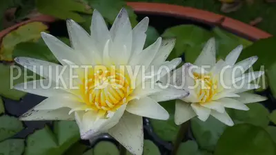 NAI4822: 6 Bedrooms spacious Villa in Saiyuan. 照片 #20