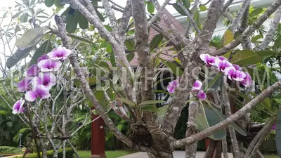 NAI4822: 6 Bedrooms spacious Villa in Saiyuan. 照片 #21