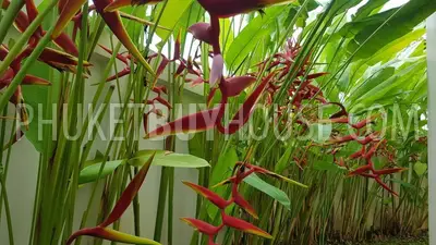 NAI4822: 6 Bedrooms spacious Villa in Saiyuan. 照片 #22