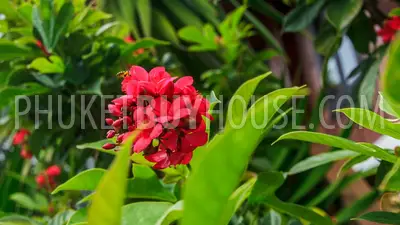 NAI5087: Pool Villa with Swimming Pool Garden in Nai Harn Phuket. Photo #36