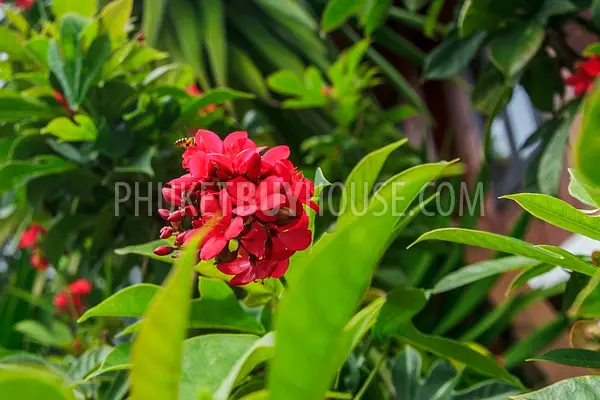 NAI5087: Pool Villa with Swimming Pool Garden in Nai Harn Phuket. Photo #36