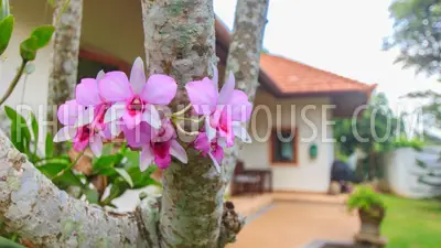 RAW5201: 4 Bedrooms Villa with Private Pool in Rawai. Photo #21