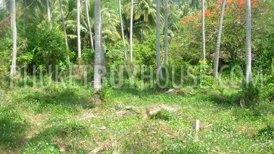 LAG5401: 1 Rai Beachfront Land in Koh Lon island. 照片 #5